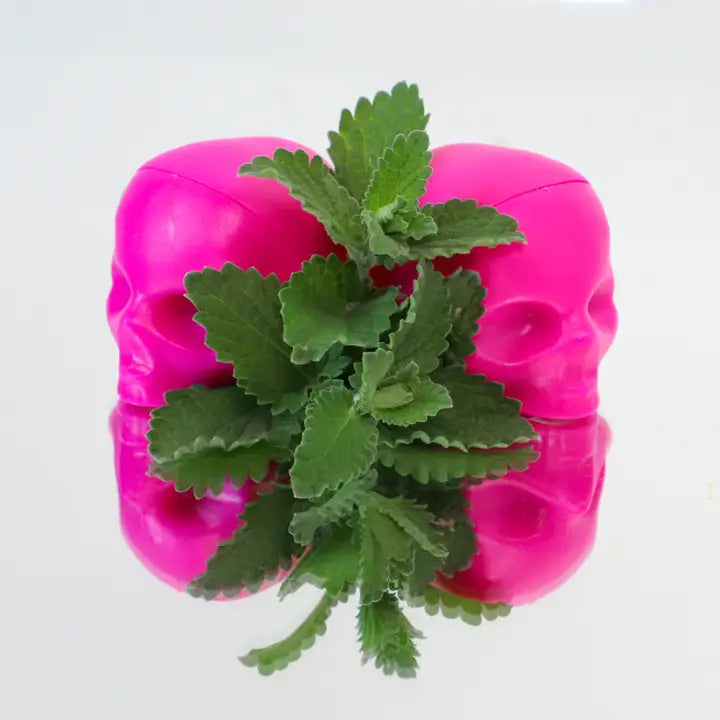 Rebels Refinery Hot Pink Skull Lip Balm - Mint