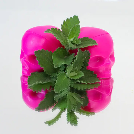 Rebels Refinery Hot Pink Skull Lip Balm - Mint