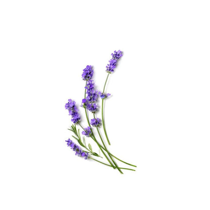 Rebels Refinery Hand Sanitizer Lavender & Eucalyptus